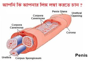 পুরুষাঙ্গ কেন ছোট হয়